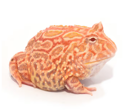 Strawberry Pacman Frog- Ceratophyrus cranwelli