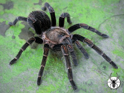 Peru Green Velvet- Thrixopelma pruriens