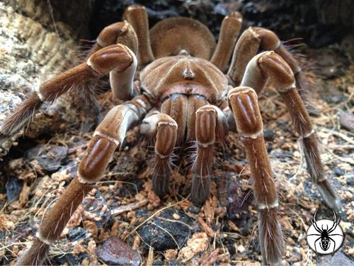 Theraphosa stirmi Guyana Goliath Birdeater (3cm)