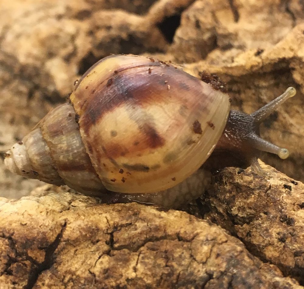 Giant African Land Snail- Achatina fulica