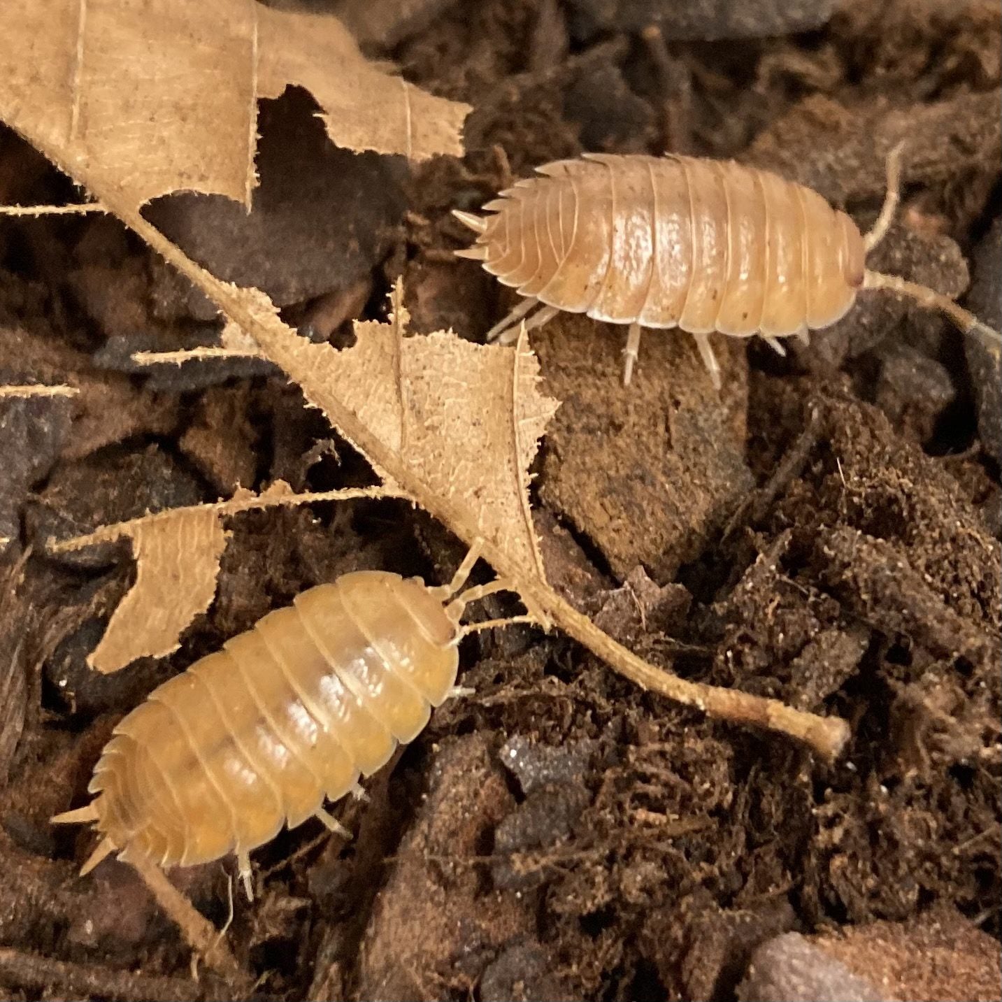 Giant Orange Isopods