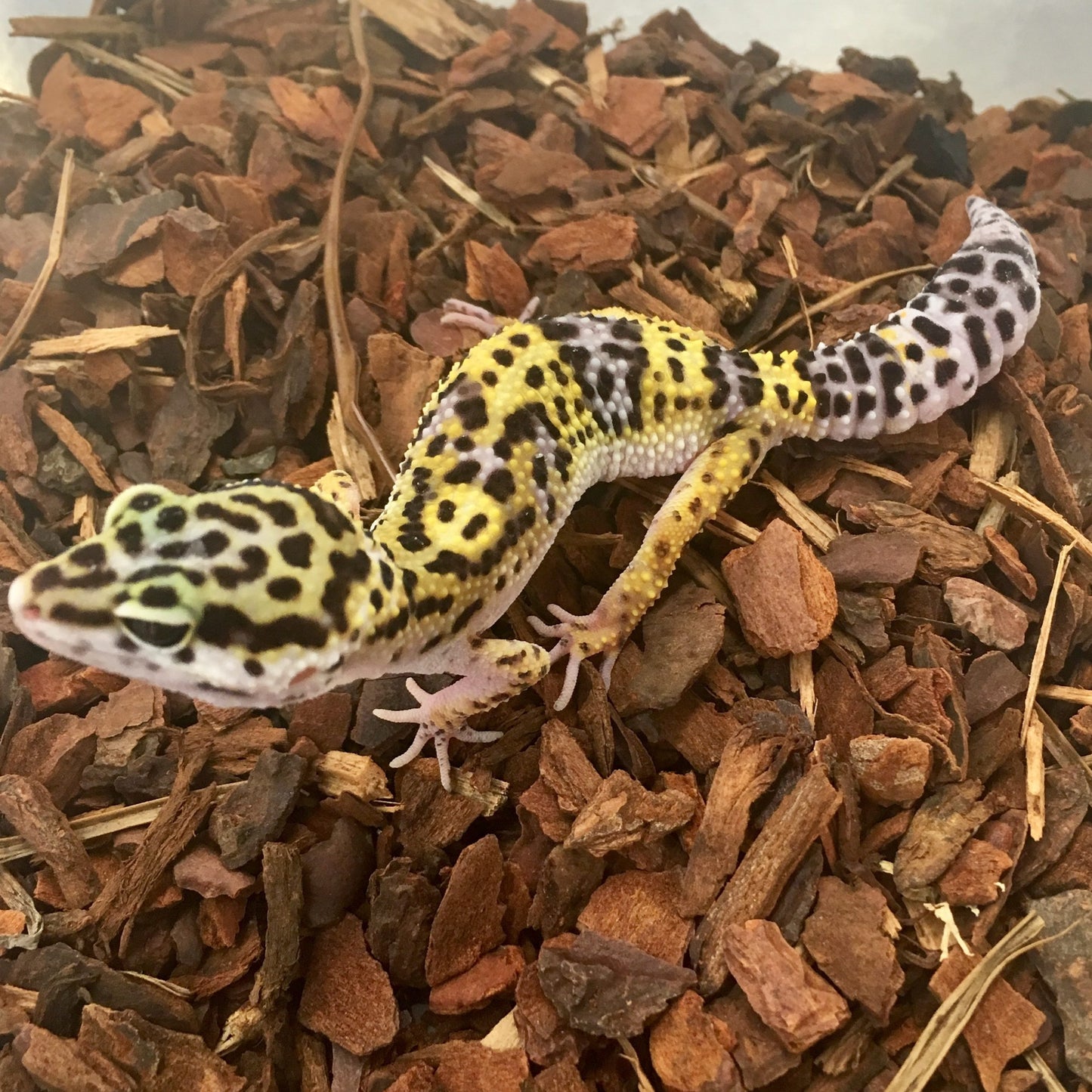 Wild Type Leopard Gecko