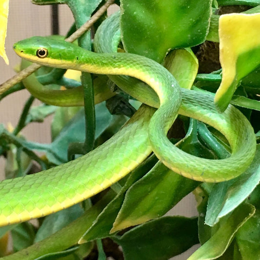 Rough Green Snake Opheodrys aestivus