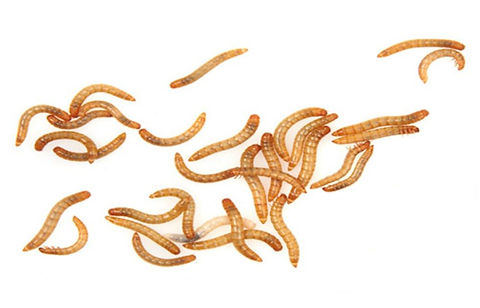 Mini Mealworms