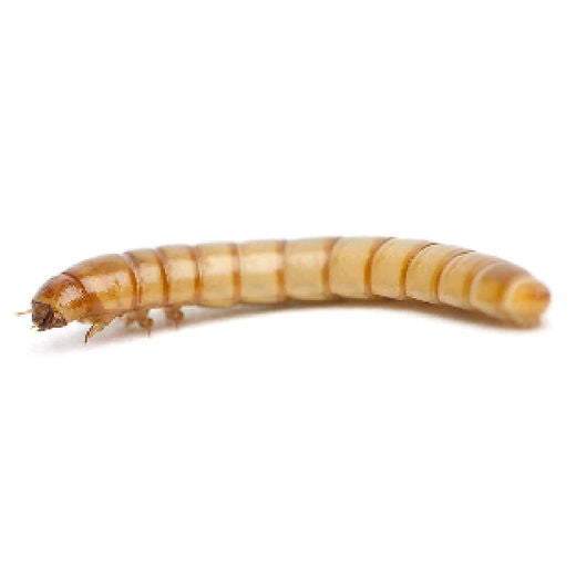 Standard Mealworms