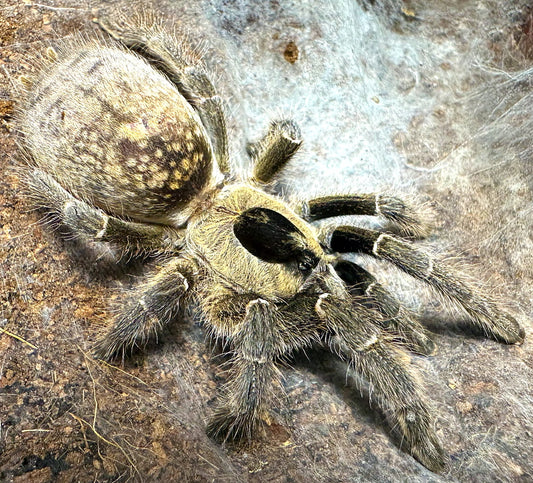 Ceratogyrus brachycephalus Southern Horned Baboon (2cm)