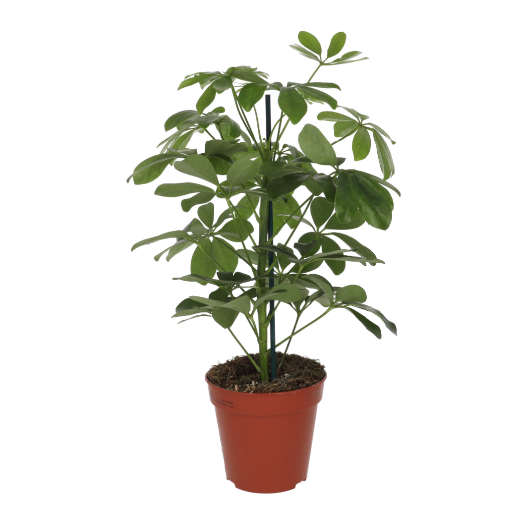 Live plant. Dwarf Umbrella Tree (Large)