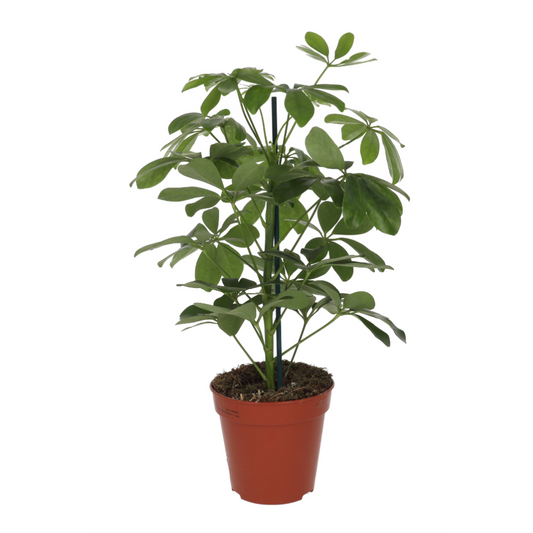 Live plant. Dwarf Umbrella Tree (Large)