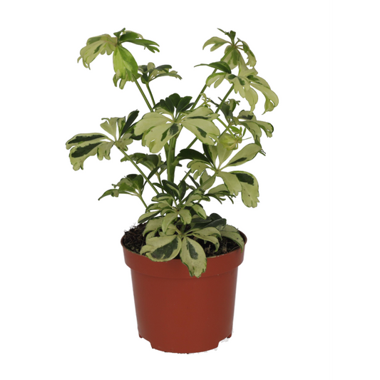 Live plant. Schefflera arboricola (Medium) Varigated