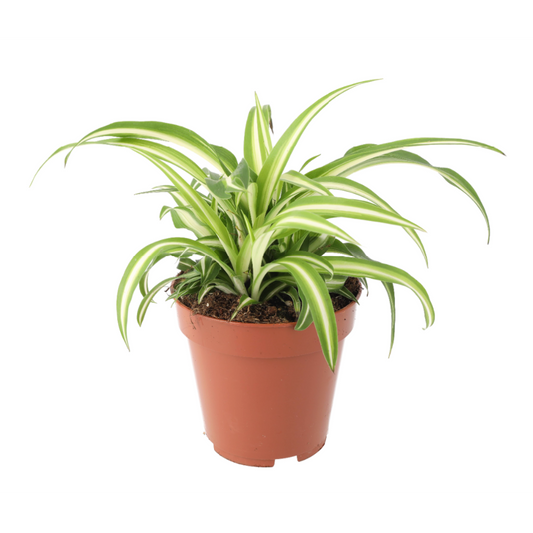 Live plant. Spider plant (Large)