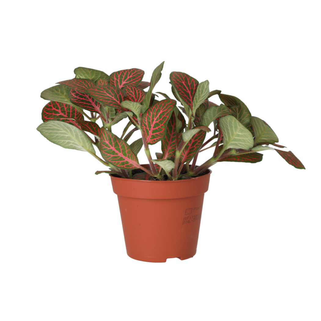 Live plant. Fittonia (Medium)