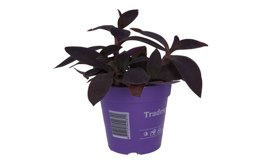 Live plant. Purple Heart Tradescantia (Large)