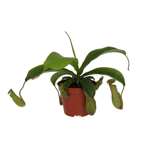 Live plant. Monkey Jar ‘Bloody Mary’ (Medium)