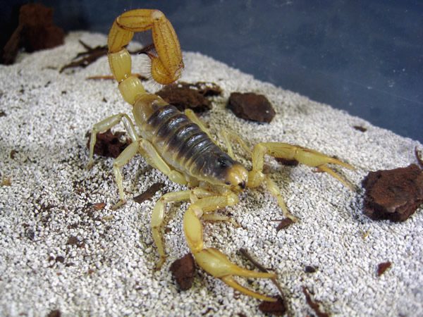 Hadrurus arizonensis Desert Hairy Scorpion