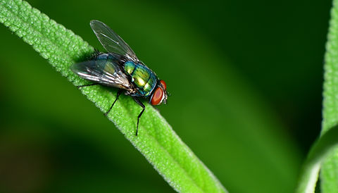 Green Bottle Fly Casters and Live Flies