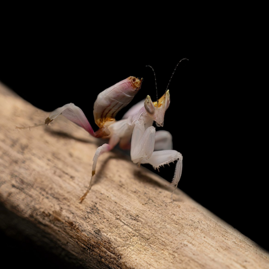 Orchid Mantis- Hymenopus coronatus