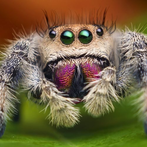 Regal Jumping Spider- Phidippus regius