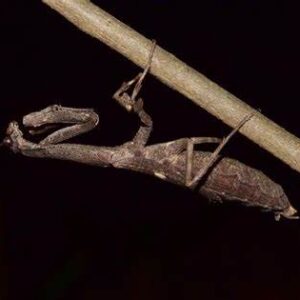 African Twig Mantis- Popa spurca