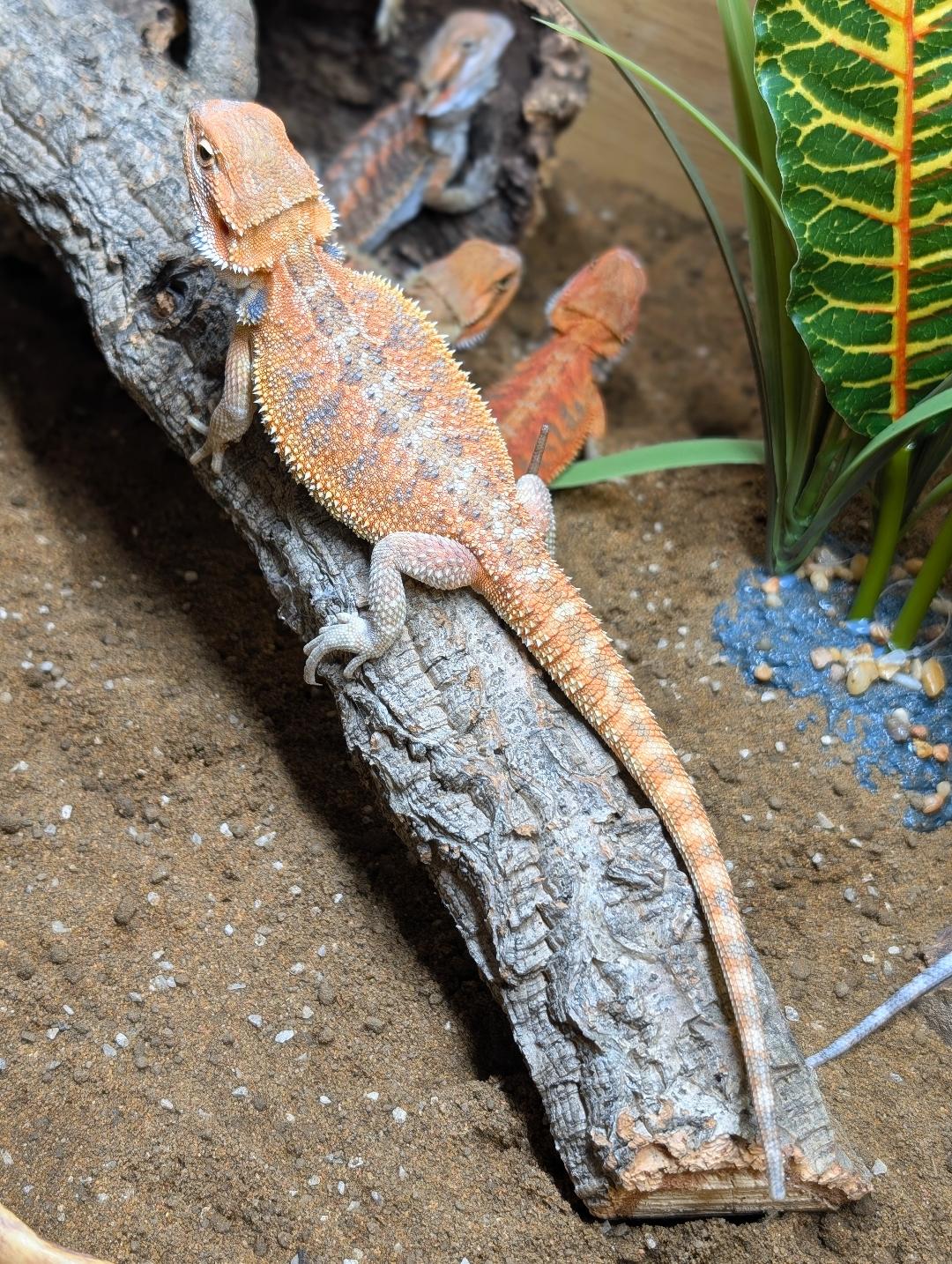 Red/Citrus Bearded Dragon