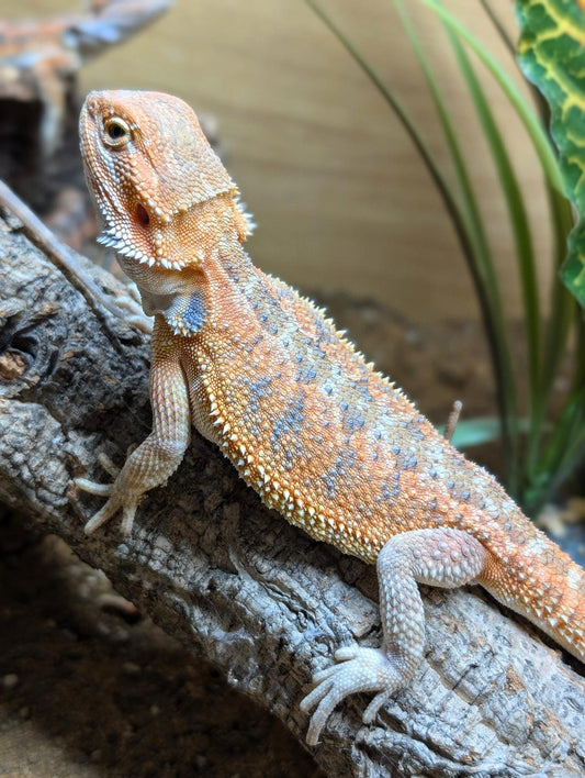 Red/Citrus Bearded Dragon