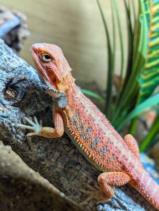 Red Hypo Bearded Dragon