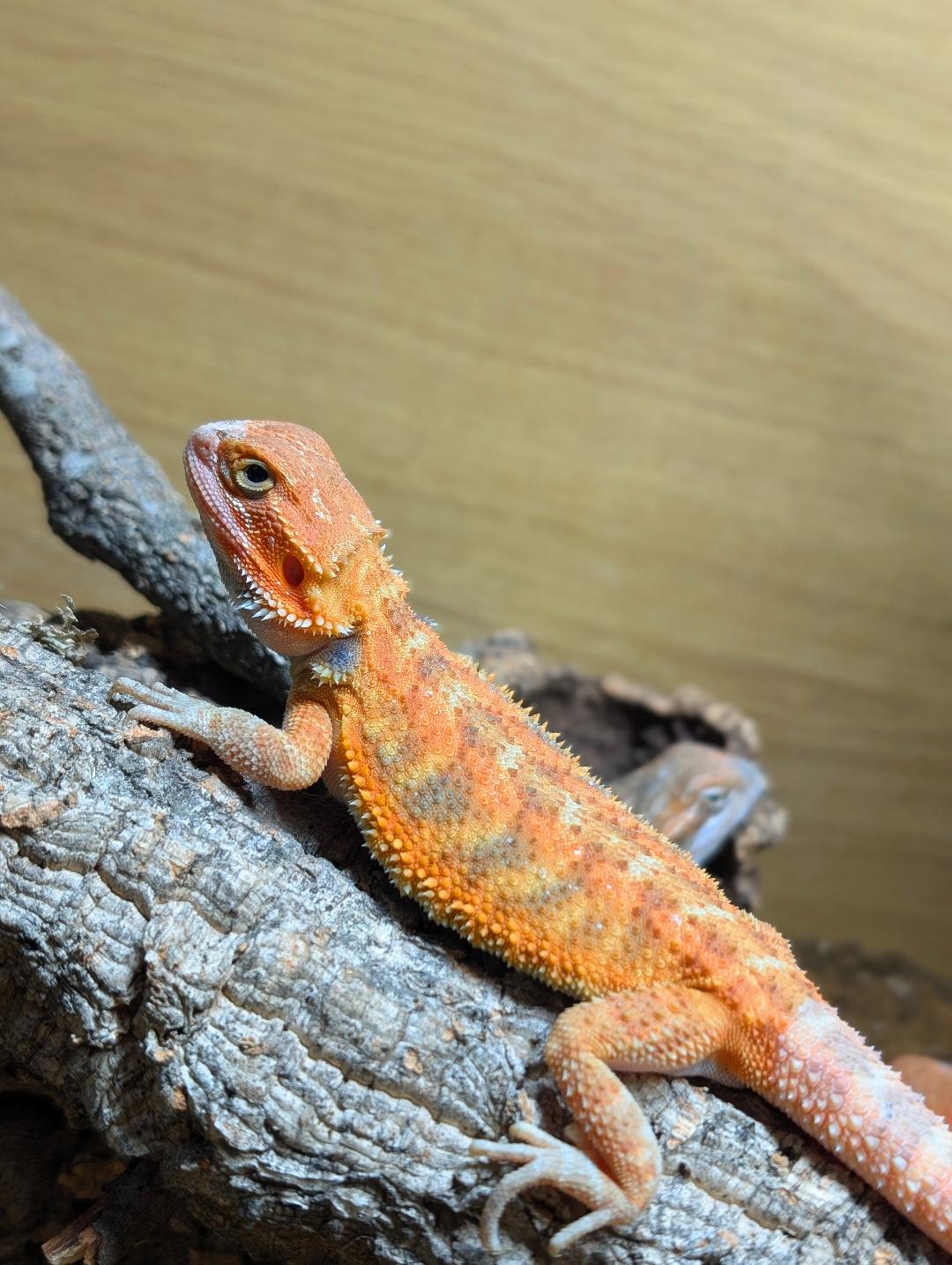 Red Hypo Bearded Dragon