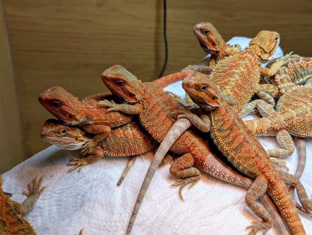 Red Hypo Bearded Dragon