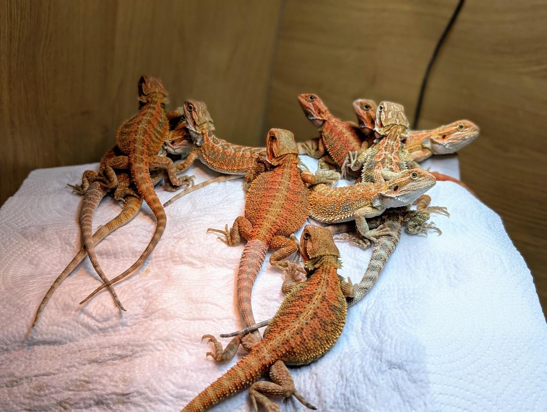 Red Hypo Bearded Dragon