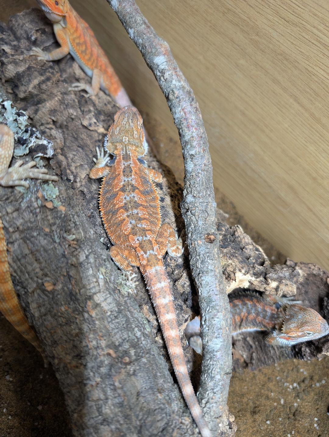 Red/Citrus Bearded Dragon