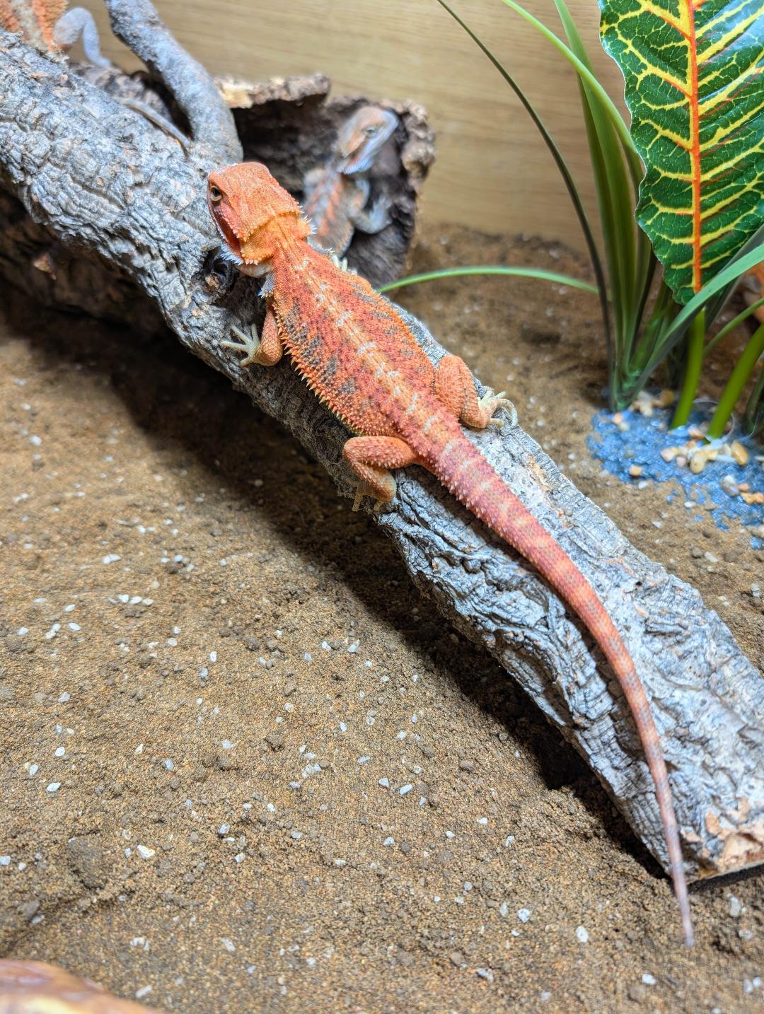 Red Hypo Bearded Dragon