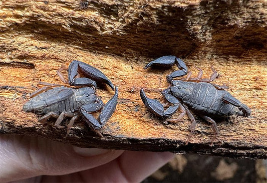 Scorpiops sp. “Thai” Long Arm Scorpion (SA/A)