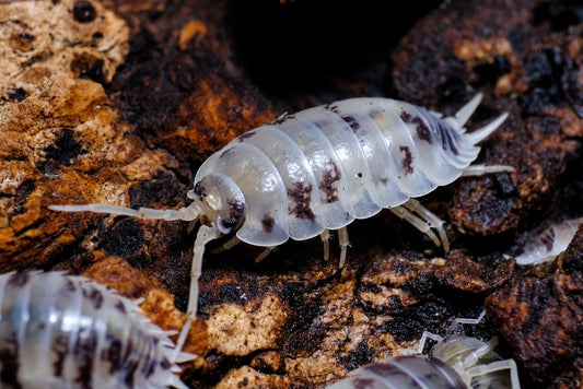 Dairy Cow Isopods x 10